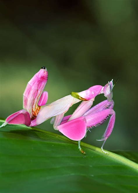 Nature Is Lit On Twitter 🔥 Pink Orchid Mantis Orchid Mantis