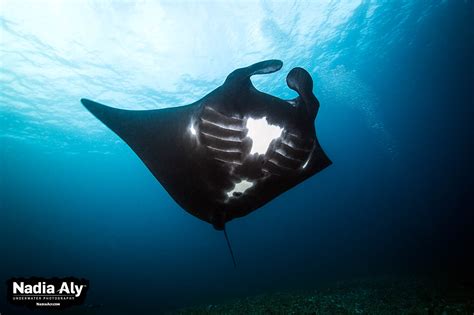 marine species   ray species scuba diver life