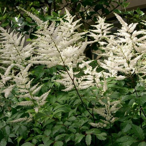 Астильба Арендса Диамант(Astilbe Arendsii Diamant)