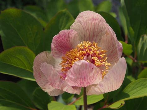 Paeonia daurica ssp mlokosewitschi svavelpion fröplantor Svenska