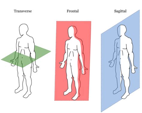 Anatomical Body Planes Oblique Plane Rish Academy