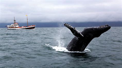 The best places to watch wildlife in Iceland – Lonely Planet - Lonely ...