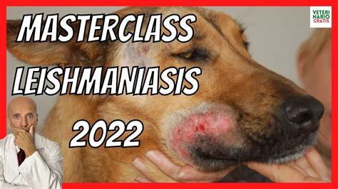 LEISHMANIASIS CANINA CUTÁNEA Y VISCERAL SÍNTOMAS TRATAMIENTO