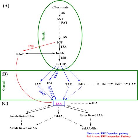 A Biosynthesis Of IAA Precursor IGP And L TRP In Plastids B The