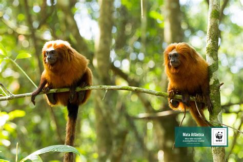 Papéis de parede - Mata Atlântica | WWF Brasil