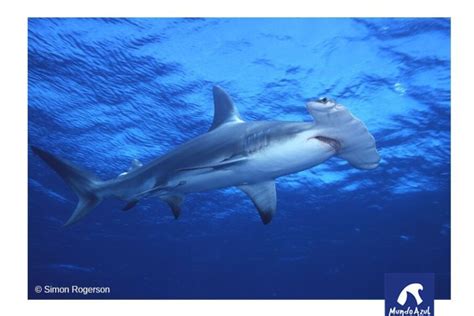 Tiburón Martillo Sphyrna lewini Fundación Mundo Azul