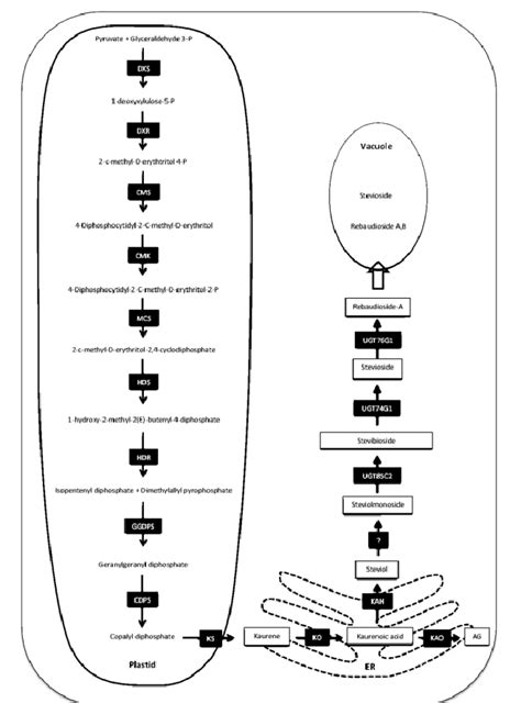 An Illustration Of The Genes Involved In Production Of SGs Taken From