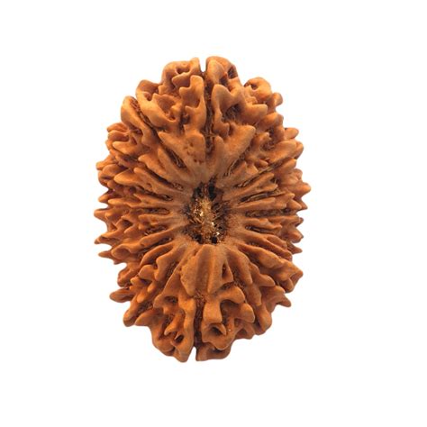 Rudraksha Archives Page Of Rudrakripa