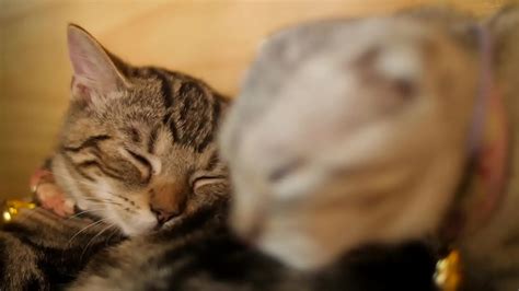 How To EAT PUSSY XVIDEOS