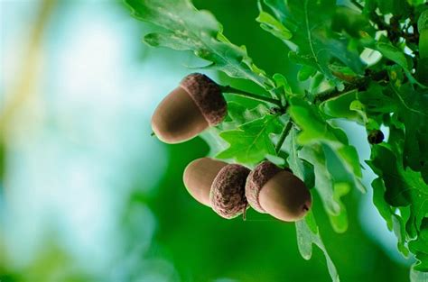 potential   single acorn unitarian universalist church