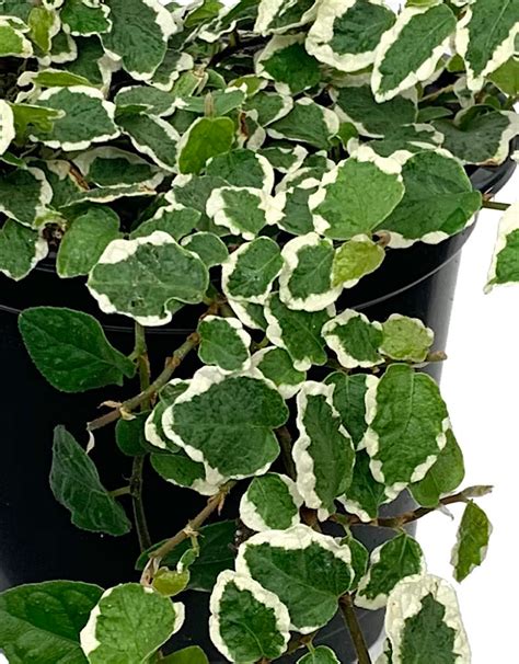 Ficus pumila 'Variegata' Quart - The Garden Corner