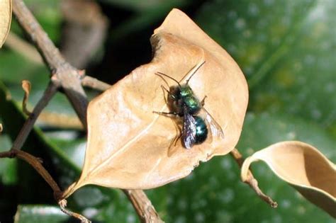 Blue orchard bee | Osmia lignaria | Insect