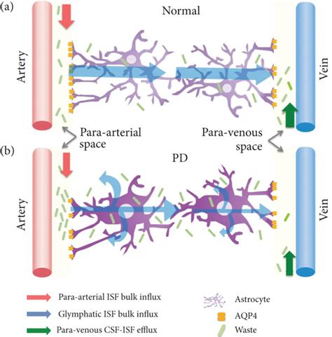 Illustration Of The Brain Waste Clearance Between The Perivascular