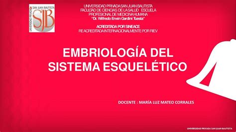 Embriolog A Del Sistema Esquel Tico Diana Marroquin Udocz