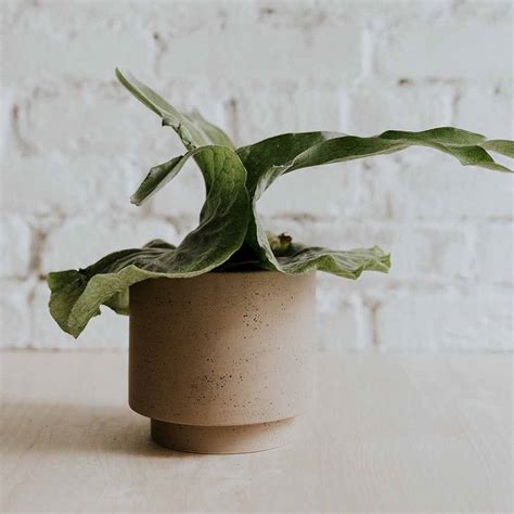 Pot Pour Plante En Porcelaine URBAN Coloris SOFT LATTE LAPADD