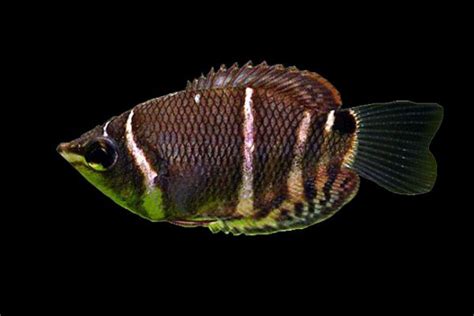 Chocolate Gourami Fish Breed | A Guide on Caring for Gourami