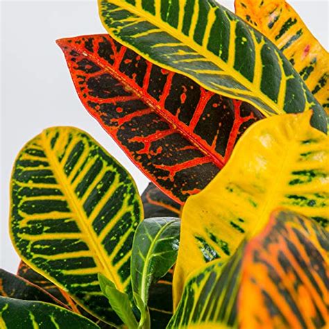 15 Croton Plant Indoor Care Growth Tips For Beginners