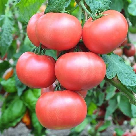 Томат Чудо Земли