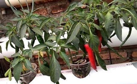 menanam  merawat cabe hidroponik secara mudah  pemula