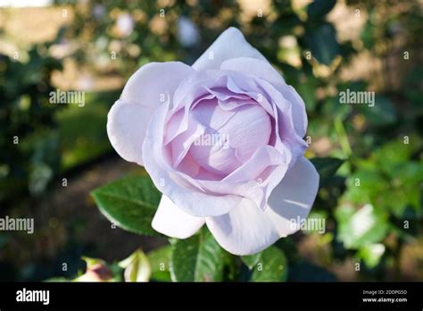 Blue bajou rose, also known as blue bayou, blue bijou (floribunda class ...
