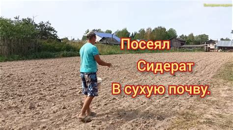 Посеял сидераты после картофеля в сухую почву. - YouTube