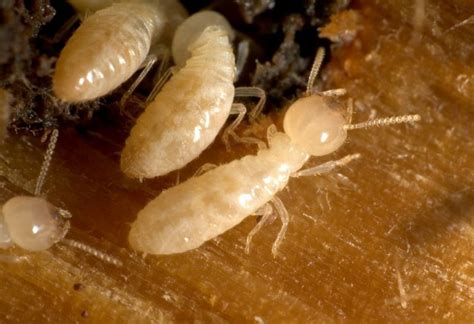 Termite Larvae On Floor Floor Roma