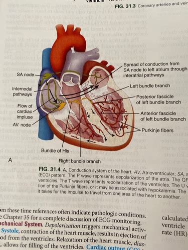 Chapter 31 Assessment Cardiovascular System Flashcards Quizlet