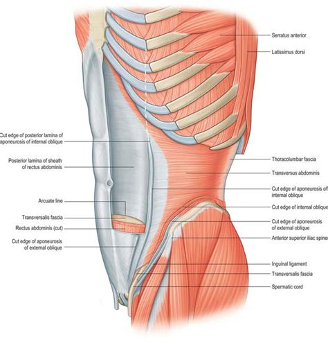 Anterior Rectus Sheath
