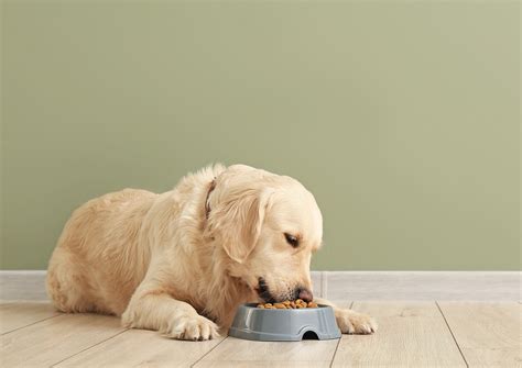 Food Allergy in Pets | Nextmune