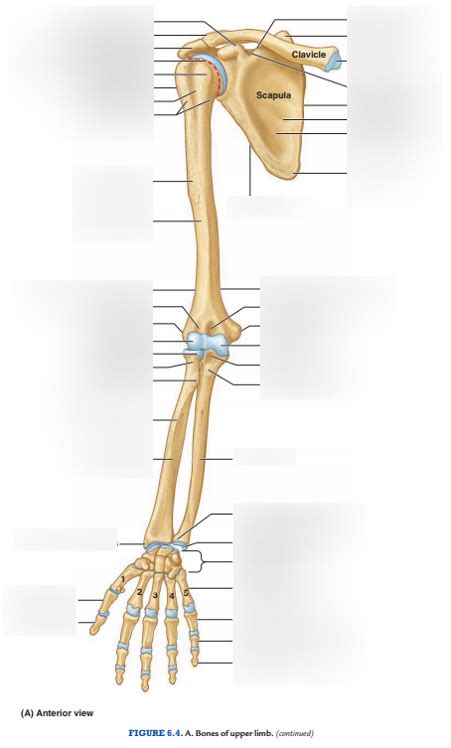 Upper Limb Osteology Diagram Quizlet