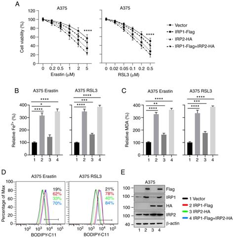 Iron Regulatory Protein 1 Promotes Ferroptosis By Sustaining Cellular