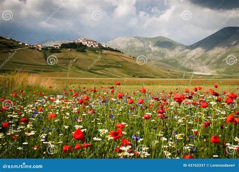 mountain village  valley flowers stock image image  view