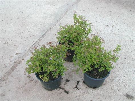 Спирея японская ‘Литл Принцесс’