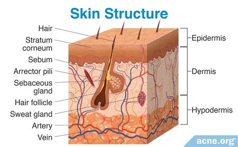 Anatomy of the Skin: Labeled Diagram 
