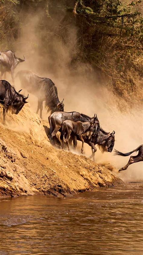 Bing Hd Wallpaper Oct Great Wildebeest Migration At Mara