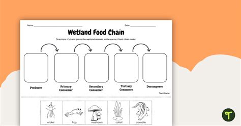 Wetland Food Chain