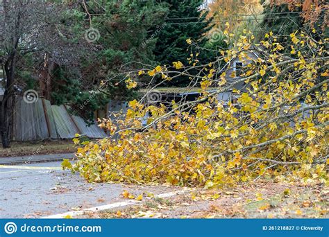 Wind Storm Fallen Treee Branches In Everett Wa Stock Image Image Of