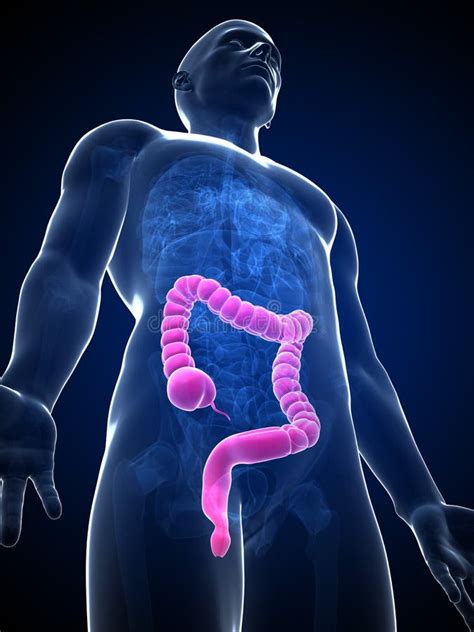 Male Colon Stock Illustration Illustration Of Human