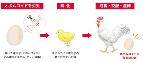 代替卵の次はゲノム編集卵ですか。鶏のオボムコイド遺伝子の働きを止めることに成功しました Yamaguchi Music 山口ミュージック