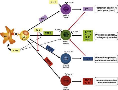 Immunopathogenesis Of Multiple Sclerosis Semantic Scholar