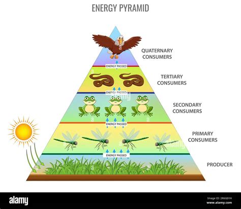 Una Ilustraci N Vectorial De Una Pir Mide De Energ A De La Cadena