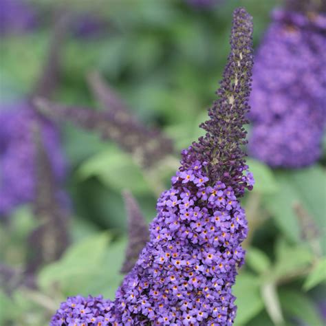 Pugster® Amethyst Butterfly Bush | Plant Addicts