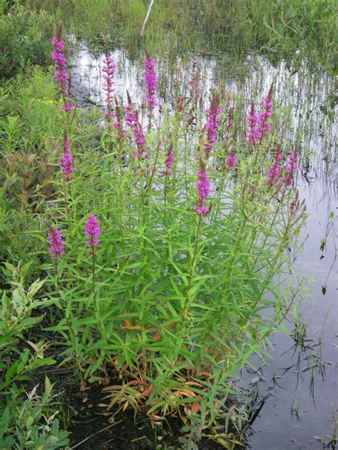 Purple Loosestrife