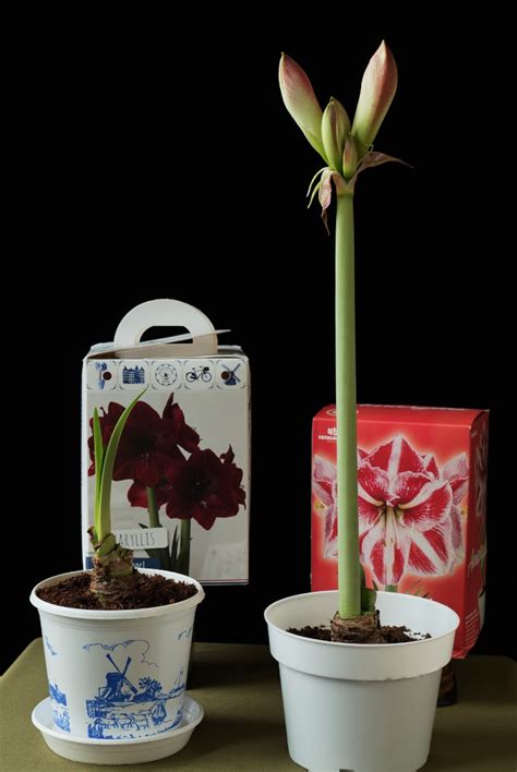 Your Online Amaryllis Hippeastrum Headquarters