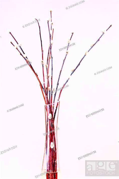 Vertical Pussy Willow Sunday Palm Sunday Feast Still Life Flowering Pussy Willow Twigs In