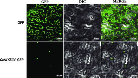 Subcellular Localization Of Ccmyb24 In Nicotiana Benthamiana Leaves