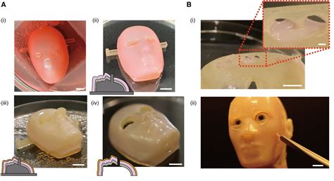 Los científicos crean piel viva para robots sonrientes en una visión