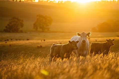 Foods Connected Blog