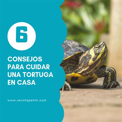 6 Consejos Para Cuidar Una Tortuga En Casa Revista Petmi Para Amantes