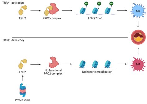 Ijms Free Full Text Trpa1 Expression And Pathophysiology In Immune